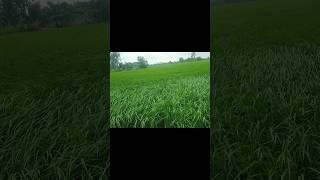 VILLAGE FARM