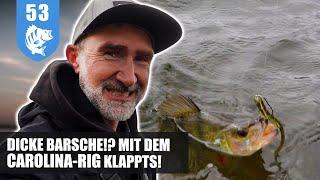 COOLE Sache: Mit dem CAROLINA-Rig auf BARSCH.