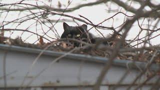 First Selectman: Feral cats trapped in North Haven will not be euthanized