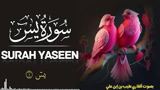 Surah Yaseen | Qari Tayyib bin ibn e Ali | سورة يس | Learn Quran with Tayyib