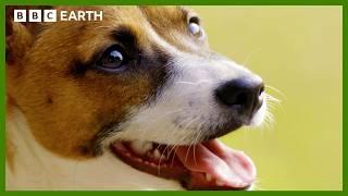 How Do Dogs Communicate? | Wonderful World of Puppies | BBC Earth