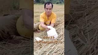 라오스의 거대 감귤 포멜로(Pomelo) 먹방