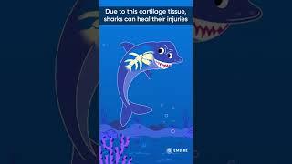 Why don’t sharks have bones? | Akash Tyagi Explains | Interesting Facts | Embibe