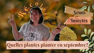 Quelles plantes planter en septembre?