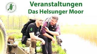 Wandern im Harz: Mit der Harzer Wandernadel ins Helsunger Moor