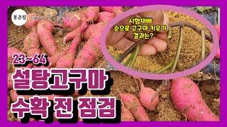 봉춘팜 고구마농사 | 고구마 수확시기 | 순으로 키워본 고구마는 잘 자랐을까 | 설탕고구마 꿀고구마