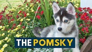 The Pomsky: Your Guide to the Pomeranian Husky Mix