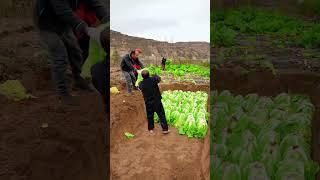 Store cabbage to last all winter#farming#enjoyrurallife#satisfying #naturerurallife#rurallife