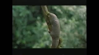 National Geographic Special, Hidden Congo - The Forest Primeval (1996)