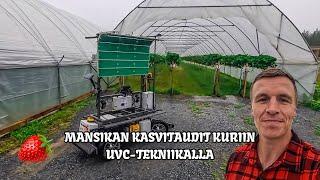 Mansikan kasvitautien torjuntaa UVC-tekniikalla