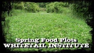 Spring Food Plots -- Whitetail Institute