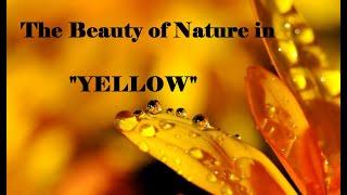 The Beauty of Nature in YELLOW !!