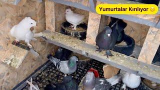 KÜMESTE YUMURTALAR KIRILIYOR  FOLLUK SİSTEMİ DEĞİŞECEK - Taklacı Güvercin Oyunkuşu