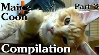 Maine Coon Compilation - Part 3 of Maine Coon Cats doing Maine Coon things