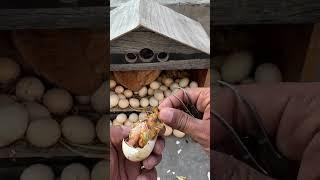 Incredible Egg hatching #viral #shorts