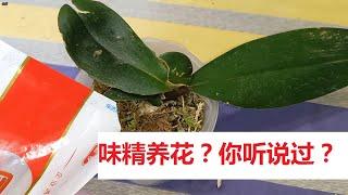 味精养兰花，促生根、促生长？效果比磷酸二氢钾好？你信吗？（阿涛养花112期）Monosodium glutamate can raise orchids, do you believe it?