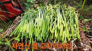 등산겸,760고지 처음 가보는 높은산 봄같은 느낌 #자연산고사리꺽기#자연산고사리좋은점#재밌는고사리산행