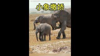 小象被媽媽教訓後，居然躺地上撒嬌求安慰！豈料最終卻以尷尬收場 #動物世界看人生百態 #大象 #小象 #野生動物 #神奇動物在這裡