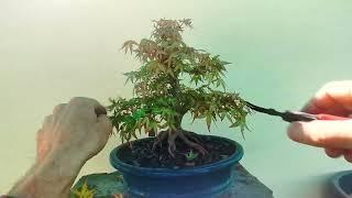 2 minute Bonsai maples #17