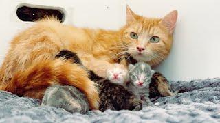 Saxon and her newborn kittens!