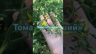Описание сортов-в моём Телеграмме «Про мой огород и не только» #огородсвоимируками #овощи #томаты
