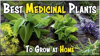 Best MEDICINAL PLANTS to grow at Home