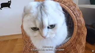 Scottish fold cat care and features