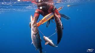 Spearfishing in Spring I - Azores 2023