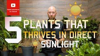 5 Plants that thrives in Direct Sunlight