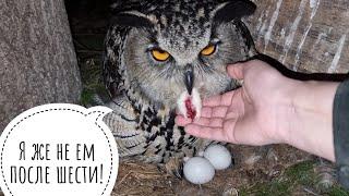 How the Eagle owl Yoll left me with eggs and went to sit on the swing