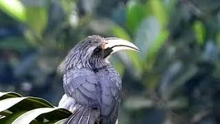 Malabar grey hornbill Call.          കോഴിവേഴാമ്പൽ