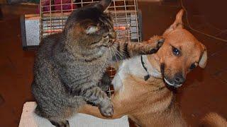 Photo session of a cat and a dog. Funny and beautiful.