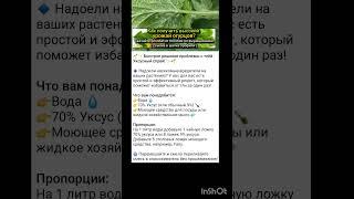 способы устранения тли с овощей