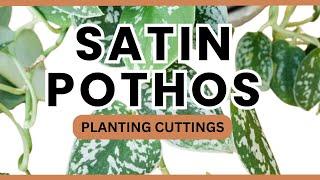 Reviving Your Plant With This Simple Trick: Replanting SATIN POTHOS CUTTINGS With The Mother Plant