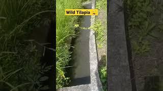 Wild Tilapia in Town #viralvideo #travel #trending #nature #trendingvideo