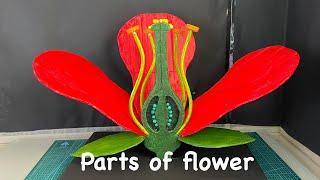 Parts of flower 3d model science project for #biology  #diy nakulsahuart