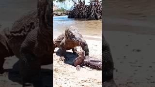 Eel vs. Komodo: Jaw-Dropping Encounter! watch till the end ! #eel #viralmoment #ViralVideo #komodo