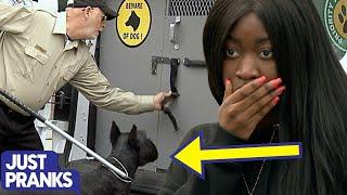 Dog Pound Escape Prank | Just Pranks Original