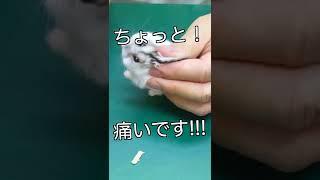 動物病院でもみくちゃにされるペットショップで売れ残った超凶暴ハムスター#shorts