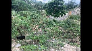 Cheap Land For Sale In Petion-Ville (Vivy Mitchell), Haiti: 580.5 Square Meters (4 1/2 Centiemes)