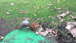 Squirrel in the park