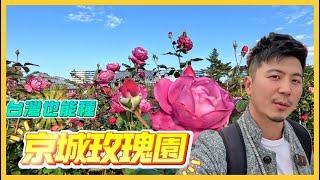 【陪你看花7】京城玫瑰園，我沒想到秋天也能開的這麼漂亮。這個品種台灣也能種，大家快點買起來。＃玫瑰＃月季＃薔薇＃伊恩愛種花