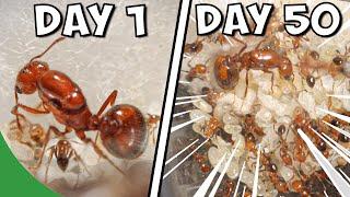 I Kept Fire Ants For 100 Days