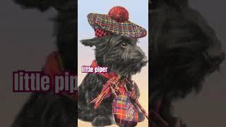 SCOTTIE wearing his tartan & carrying his bagpipes in true Scottish style! Patriotic Pooch postcard!