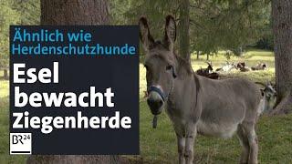 Hüttenesel Frederiko: Von wegen dummer Esel | Abendschau | BR24