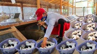 Harvesting 3 dozens of 45 days old rabbits│Treating Fur loss & Bacterial skin diseases of rabbits