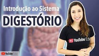 Sistema Digestório 1/5: Introdução, Funções, Órgãos e Histologia | Anatomia e etc