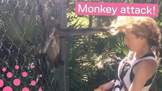 Angry Monkey Attacks Tourist at Zoo