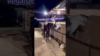 Un cheval avec un caractère de cochon