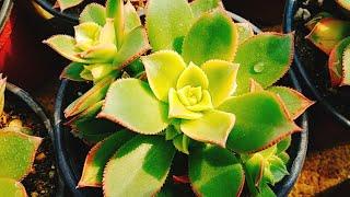 #3 반반다육농원 까라솔 구경하고 가세요 ( #Cactus #Succulentplant #dayugsigmul #다육식물 #까라솔 #다육이 #식물원 )